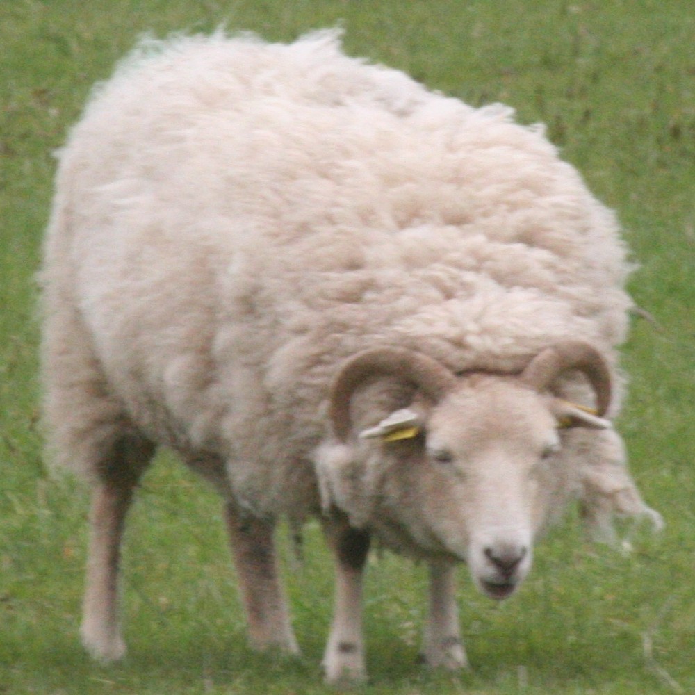 Le dilemme du tondeur de moutons (et du fileur de laine)