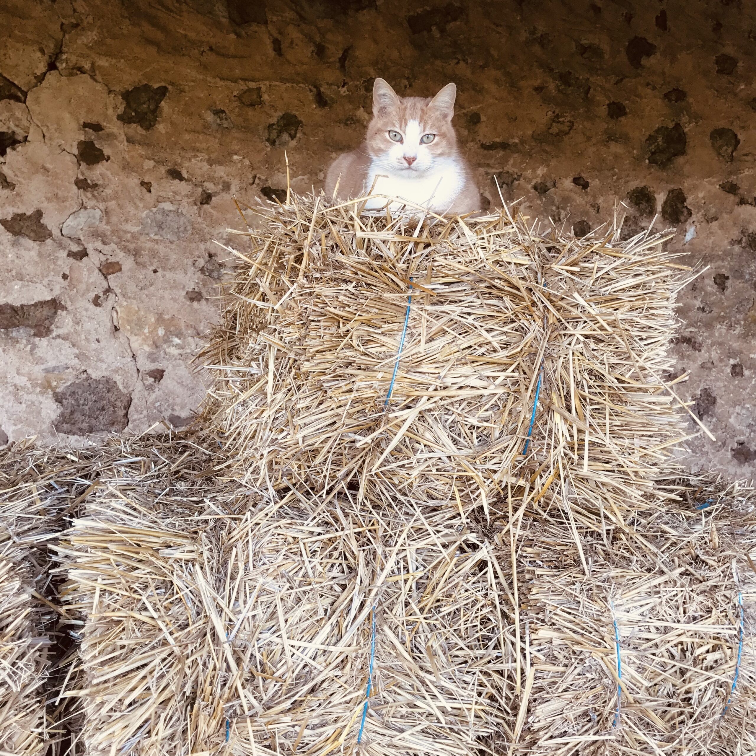 La kinésiologie animale - késaco ?
