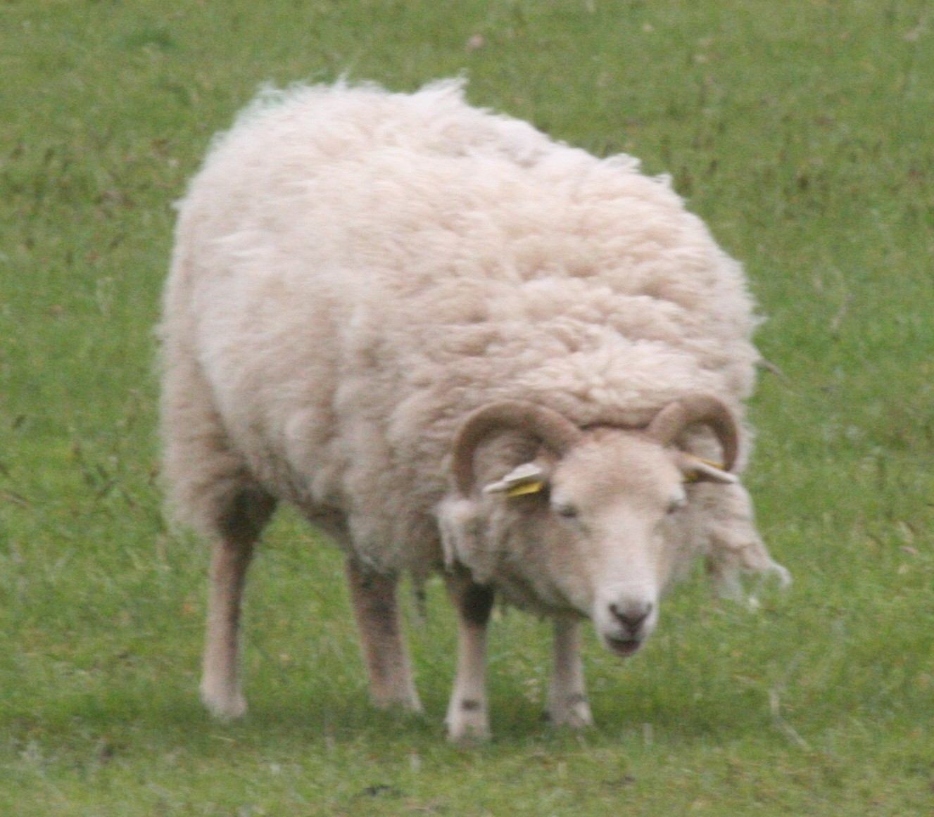 Le dilemme du tondeur de moutons (et du fileur de laine)